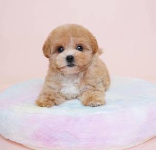 Maltipoo