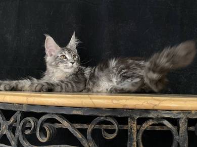 Big Paw Silver Tiger Maine Coon Female