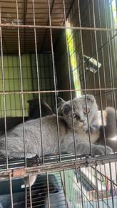 Kucing BSH
