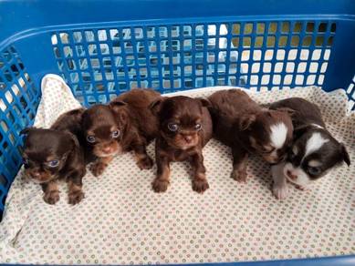 Pure Breed Chocolate Chihuahau (M/F) 长毛巧克力色 吉娃娃