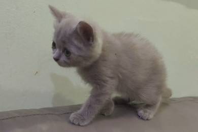 Scottish cat for re 🏠