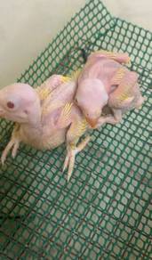Burung ringneck Hand feed Siap lesen
