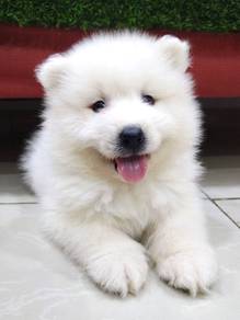 Samoyed mka puppies