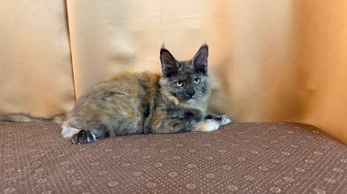 mainecoon female
