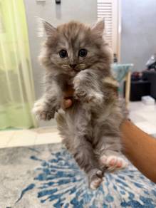 Kitten mix British long hair