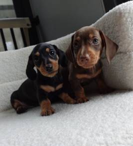 MINIATURE DACHSHUND PUPPIES D140 🐻 Short Hair
