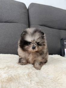 PPP881 Pomeranian puppy Merle haired