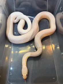 Male Salmon Cornsnake