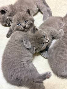 kucing Bsh kitten