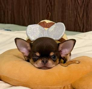 Chihuahua
