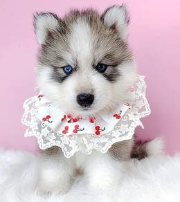 WOOLY Husky
