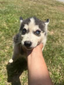 Pure breed Husky