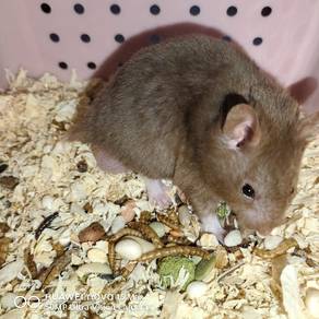 Hamster Syirian Chocolate male
