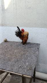 ayam serama 