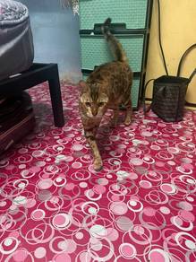 cat Bengal betina