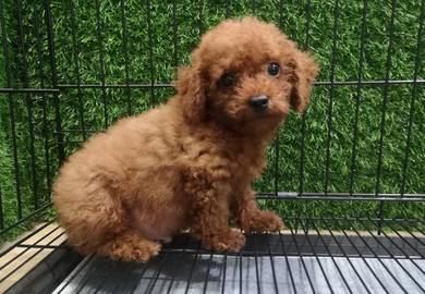 Toy poodle puppies male female