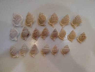 seashell ( sets of 20)