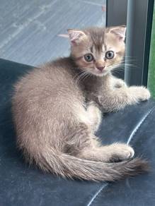 Bsh mix Scottish fold
