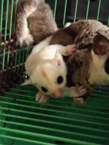 sugar glider female