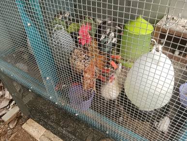 ayam serama 