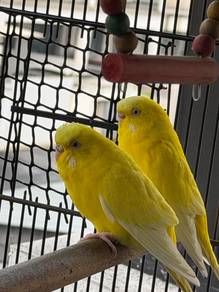 Budgie