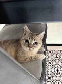 Kucing Mix British Shorthair