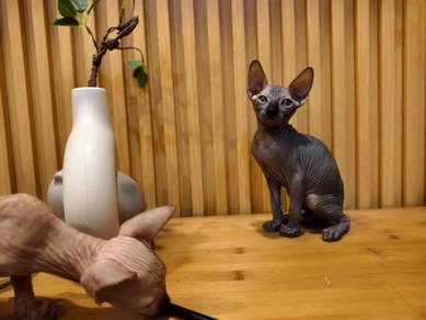 Baby sphynx kucing tak berbulu kucing comel