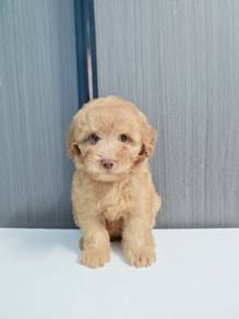 Maltipoo 7
