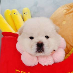 Chow Chow