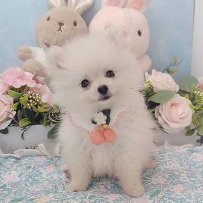 Pomeranian