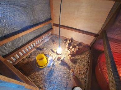ayam rhode island red production line.