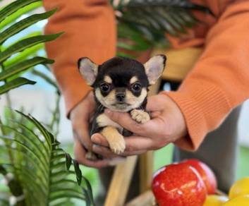 CHIhuahua