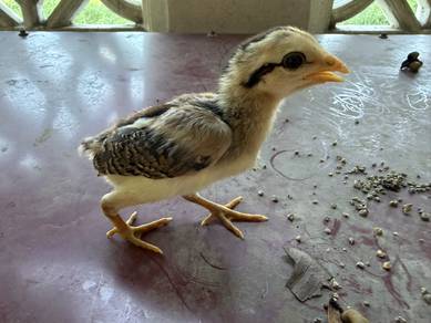 Anak ayam kampung asli