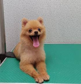 Pomerian for sale