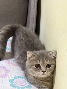BSH Kitten