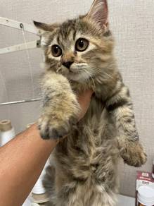 Mixed Scottish & DLH Kitten for Sale