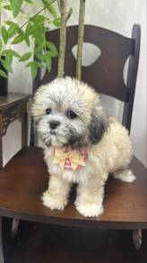 Shih Tzu mixed. Bichon female Puppy F1 F2
