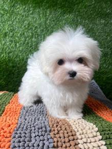 GGGG6-002 Tiny Maltese cute puppies dogs