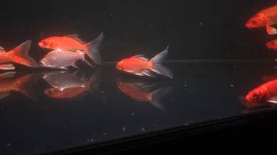 koi red phoenix butterfly 