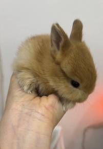 Rabbit Netherland Dwarf