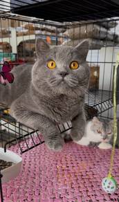 British shorthair