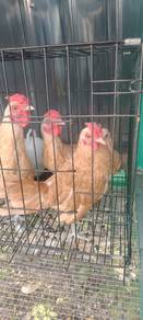 ayam batik chamois 
