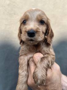 ENGLISH COCKER SPANIEL PUPPIES F367 🌻Female