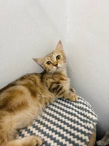 Munchkin Adoption