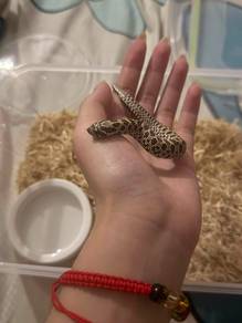Artic Hognose