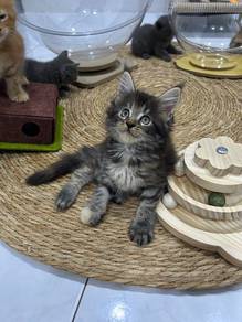Mainecoon Kitten