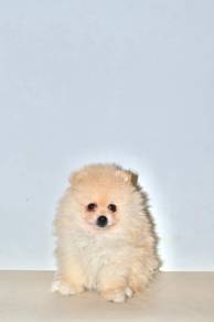 H26 Tiny Pomeranian Dog