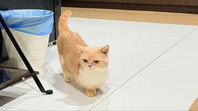 Munchkin supershort male bsh
