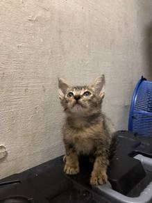 Kitten free adoption umur 3bulan
