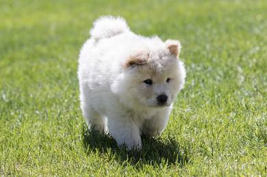 Chow Chow